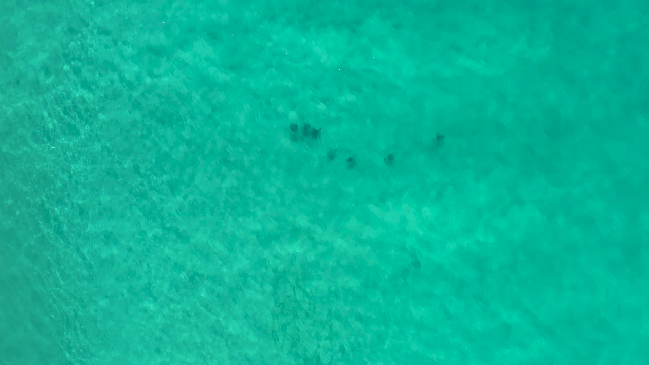 A small fish group crosses the pale ocean floor under clear green water in Los Cabos, Mexico, with no visible people.