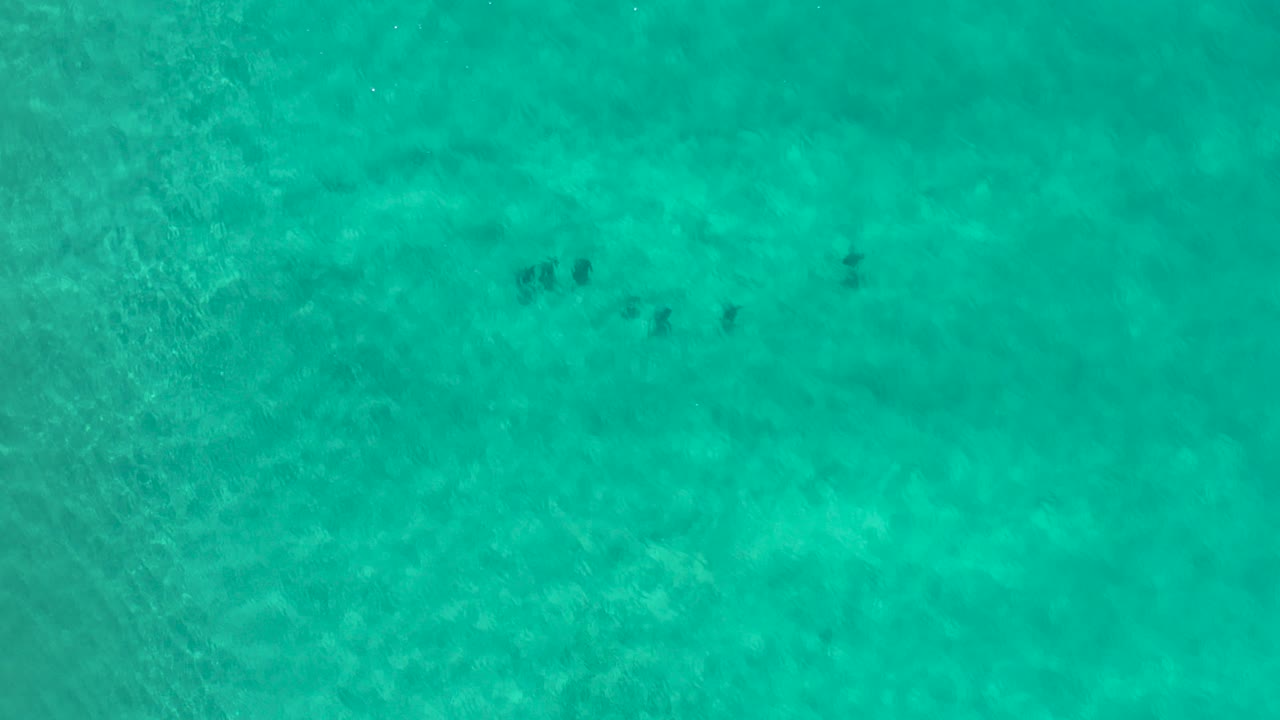 Overhead view of turquoise ocean in Los Cabos, Mexico, with small dark animal shapes near the upper part of the frame and no visible people.
