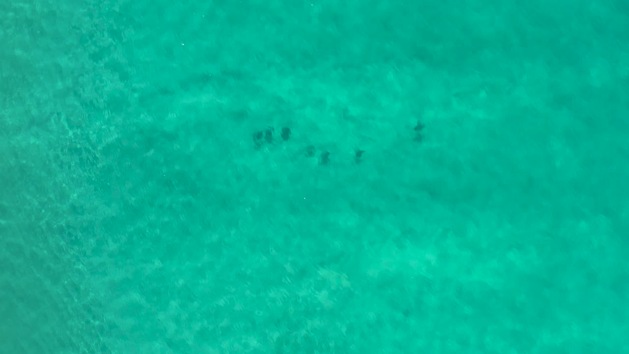 Blue-green ocean surface with clustered dark animal shapes near the top