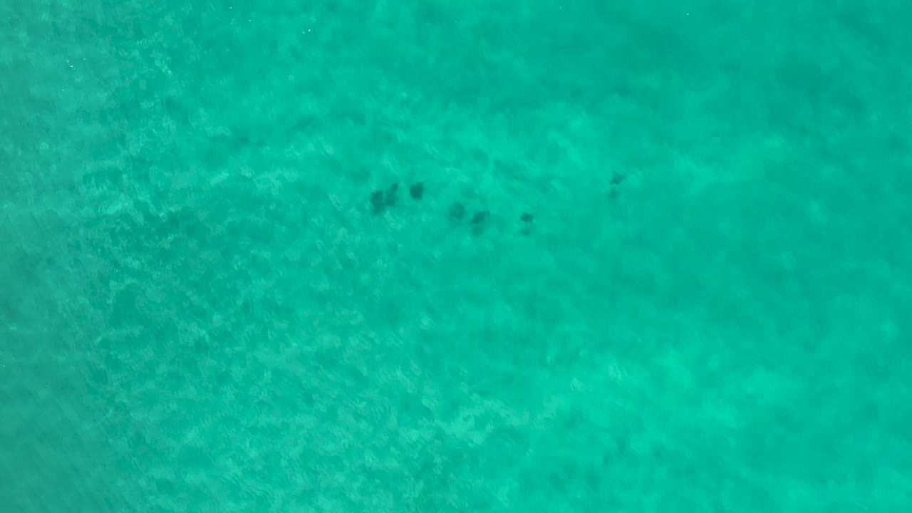 Turquoise water in Los Cabos, Mexico, with several dark animal shapes spread across the upper right area and no visible people.