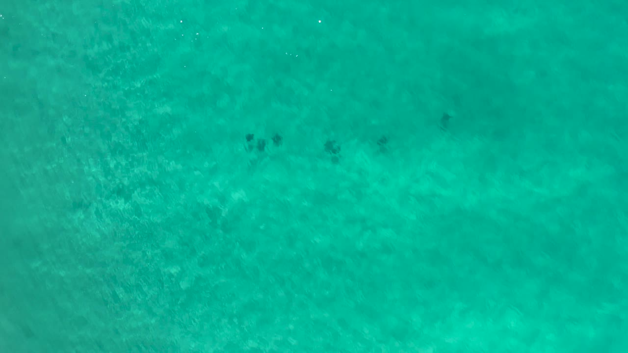 Straight-down teal water view in Los Cabos, Mexico, with scattered tiny dark fish near the upper center, pale seabed variation, and no visible people.