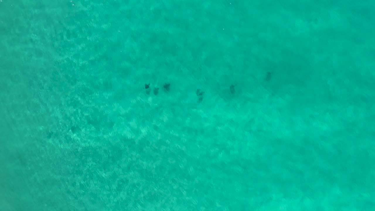 Overhead green sea frame from Los Cabos, Mexico, showing a darker group of tiny fish toward the lower left, broad clear water, and no visible people.