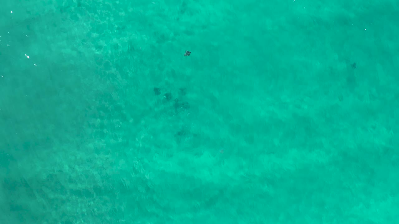 Clear blue-green ocean in Los Cabos, Mexico, seen from above with a small dark sea animal near the upper part of the frame and no visible people.
