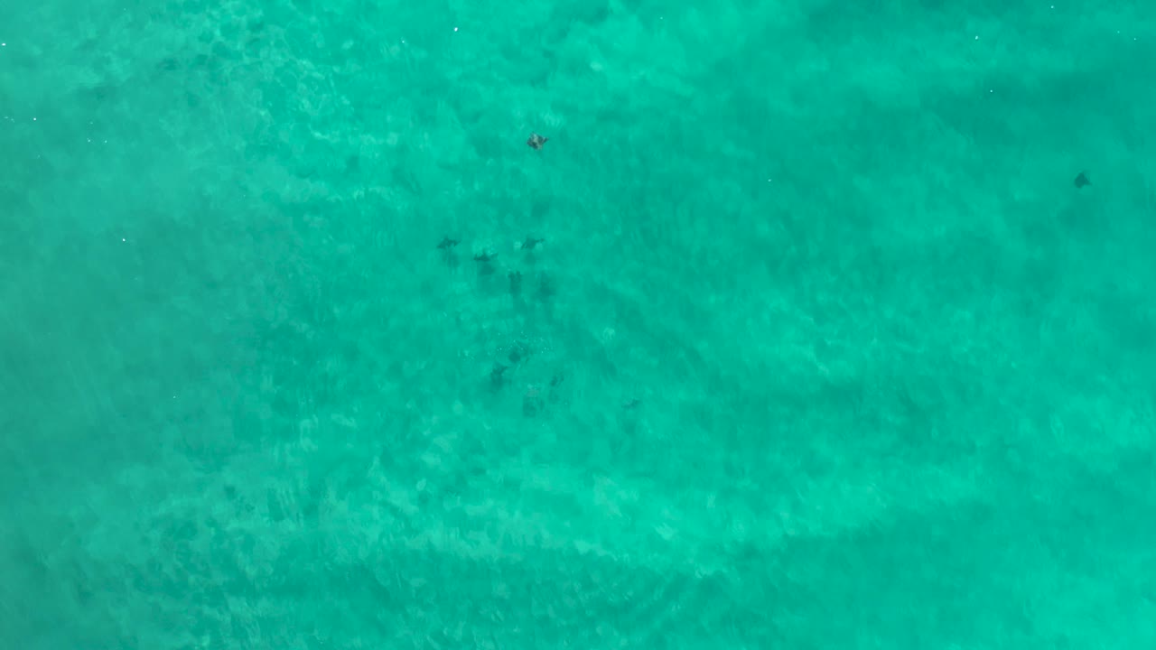 Aerial view of turquoise sea with a small dark animal and pale ripples.