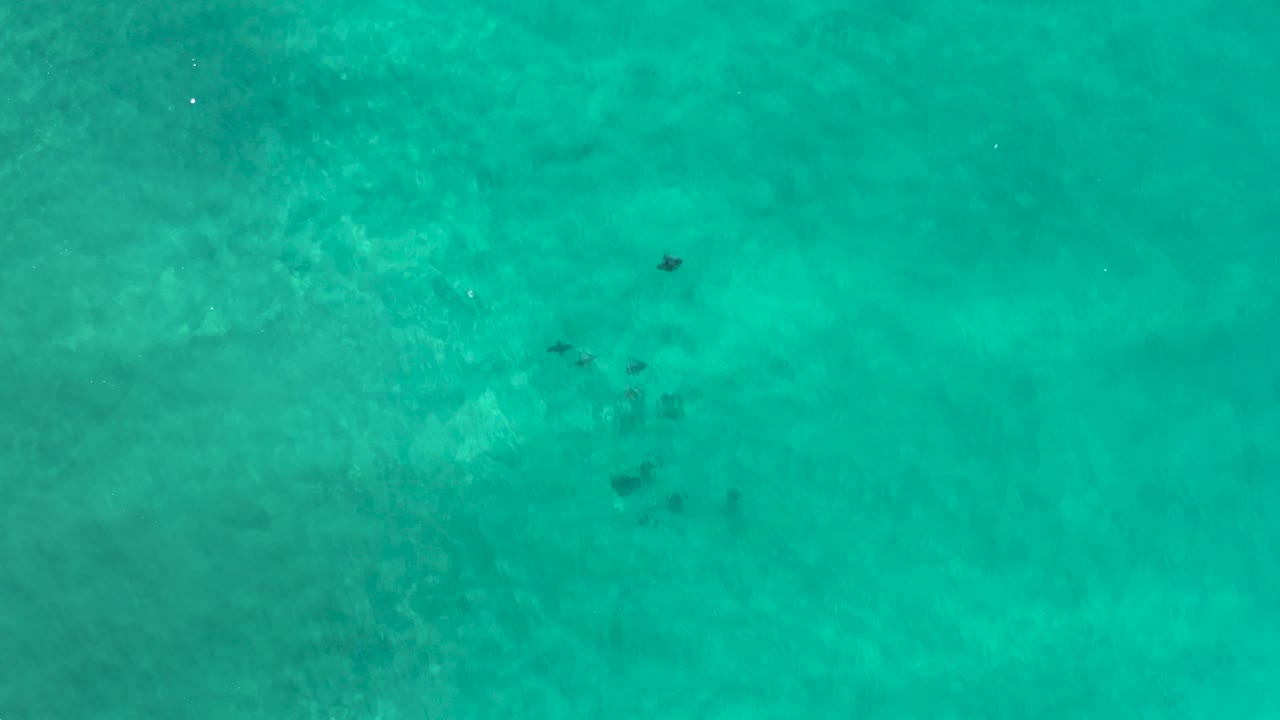 Top-down view over turquoise water in Los Cabos, Mexico, with several separated dark marine shapes under light ripples and no visible people.