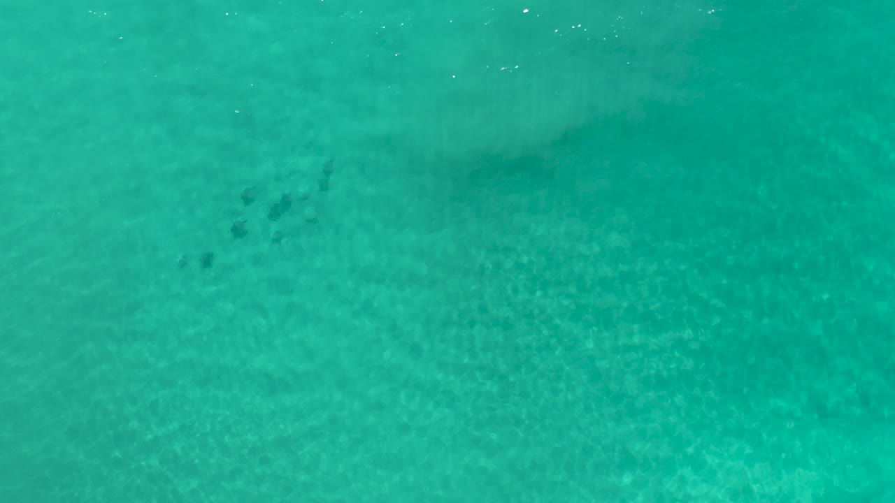 Overhead green sea water with small dark fish below the surface.