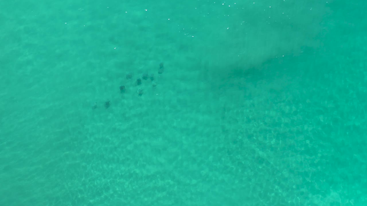 Top-down view over green Los Cabos sea water with small dark fish near the left third, soft seabed ripples, and no shoreline or people visible.