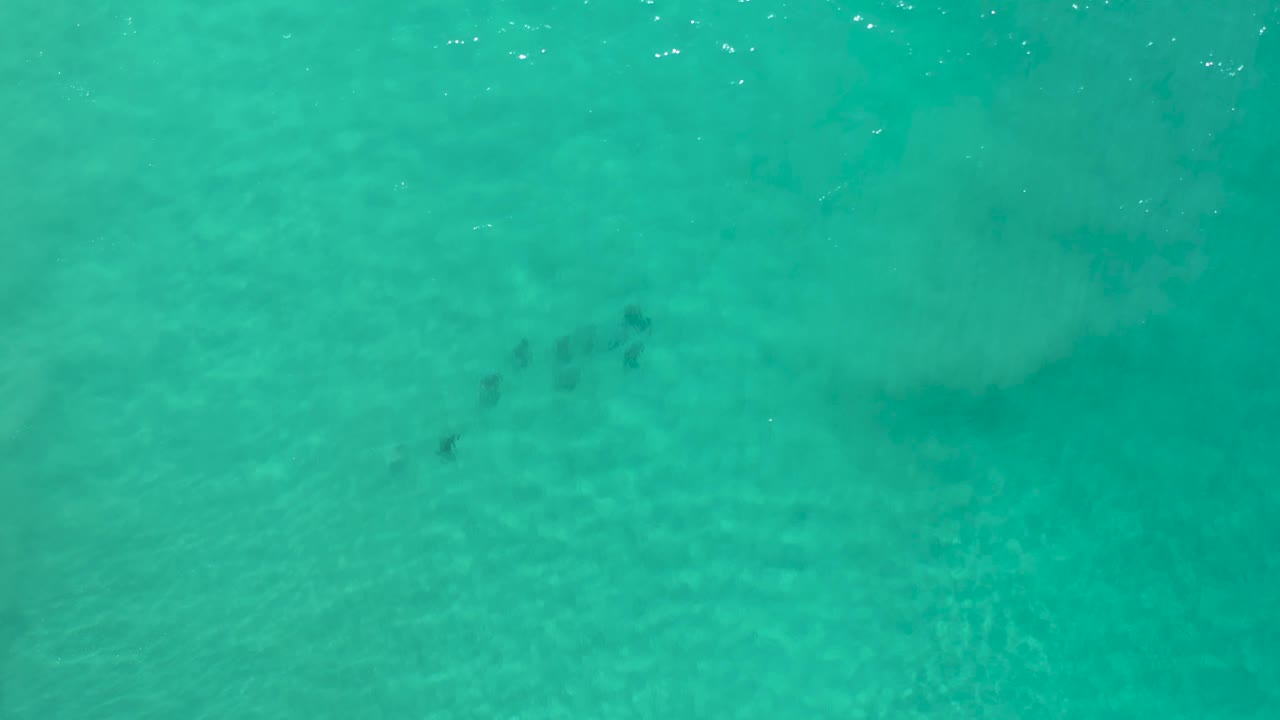 Clear aquamarine water with pale sandy patches and scattered fish