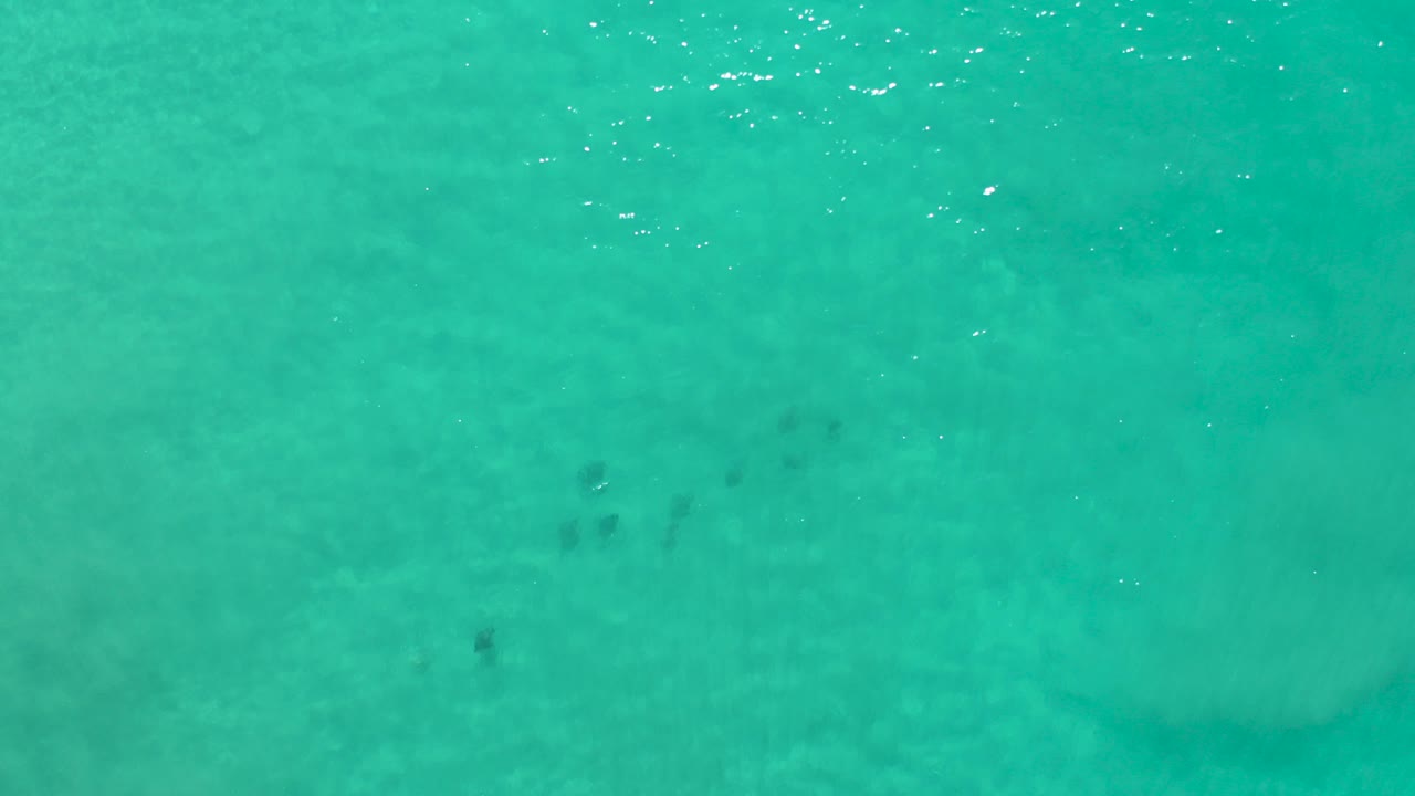Overhead frame from Los Cabos showing turquoise water, pale underwater sand patches, scattered dark fish groups, and no visible people.