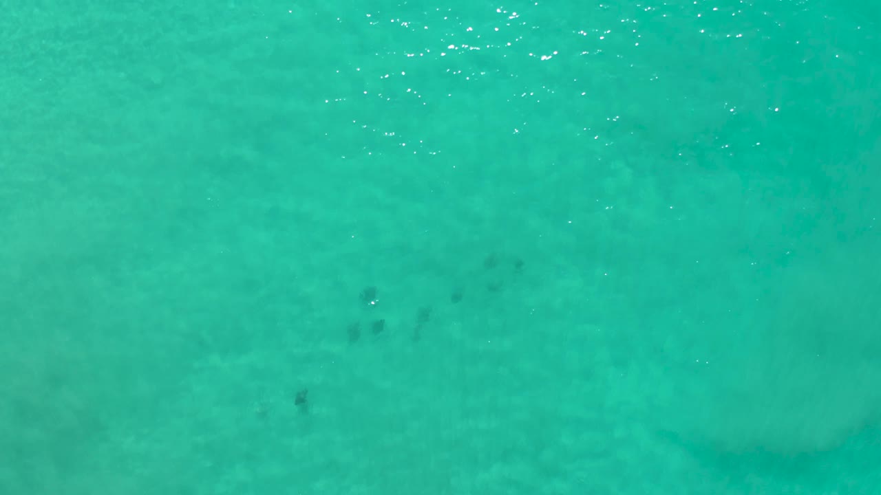 Los Cabos overhead water view with fish clusters slightly left of center, soft sandy shapes below, and no visible people.