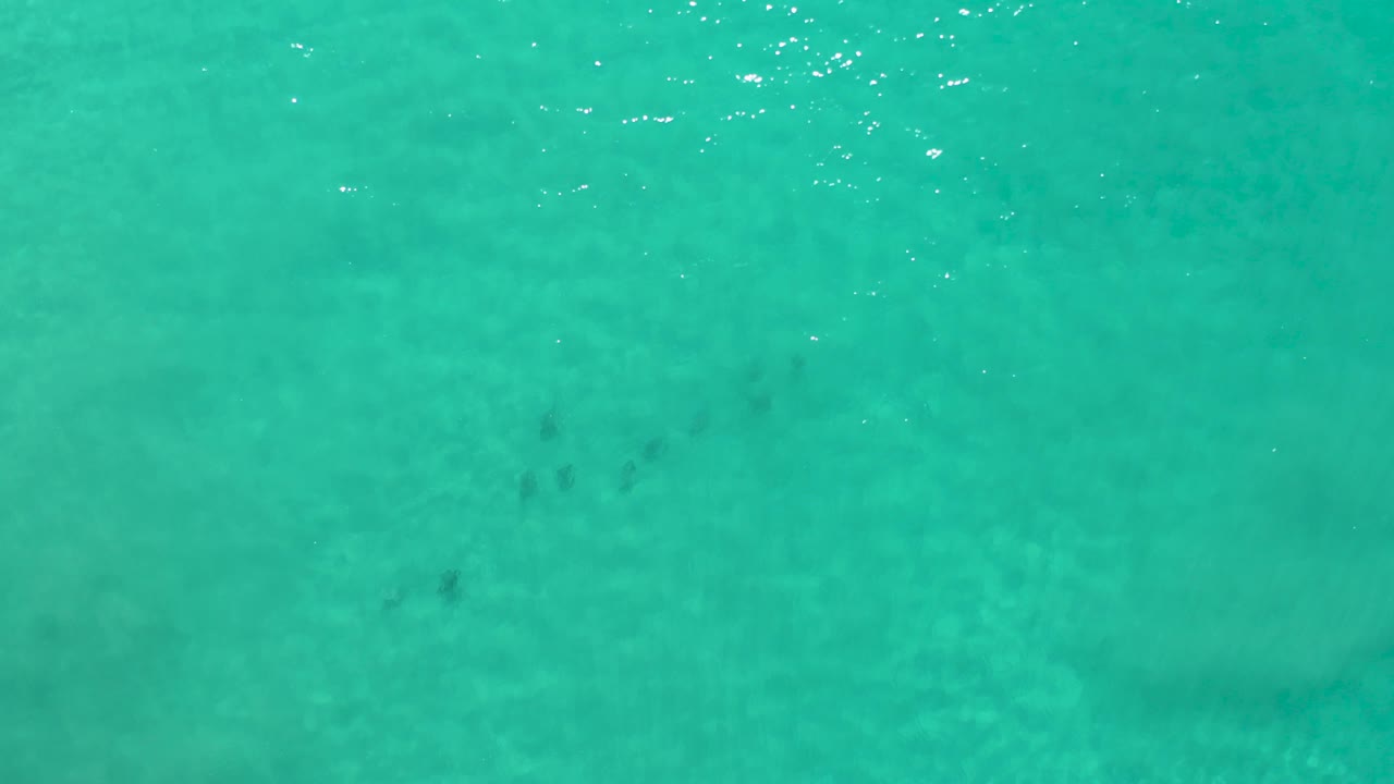 Los Cabos open-water overhead view with scattered dark fish marks, pale sandy bottom texture, surface sparkle, and no visible people.