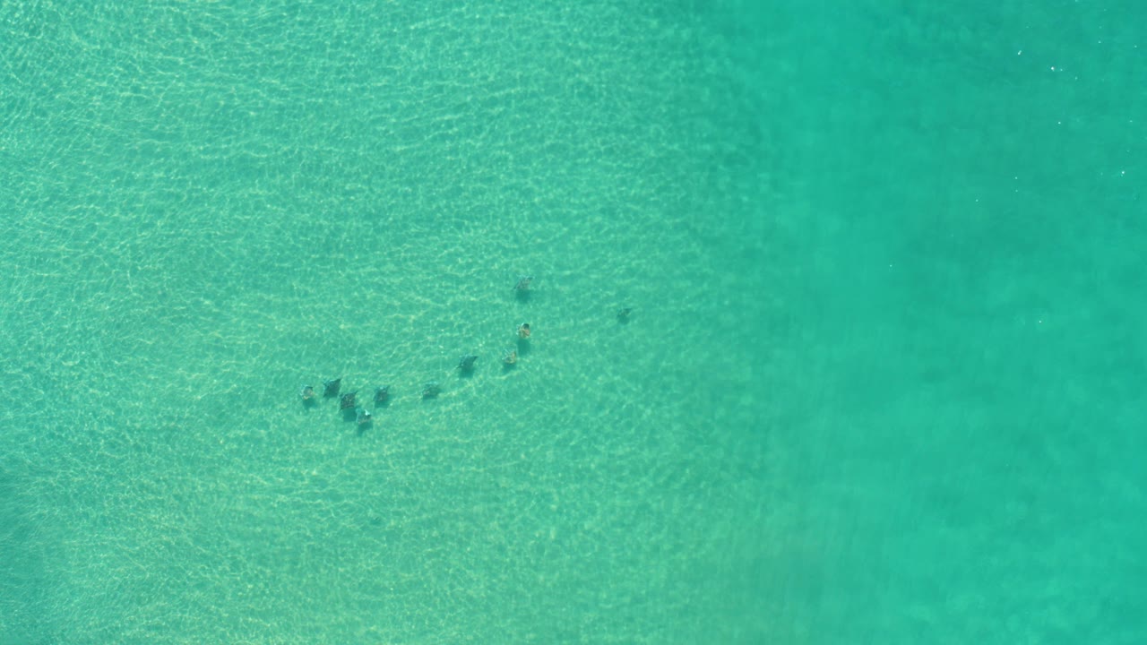 Overhead view in Los Cabos, Mexico, showing small dark fish beneath rippled green sea water, with no visible people.