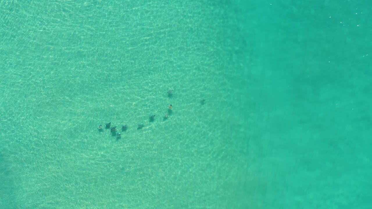 Overhead Los Cabos water view with a small cluster of fish near the center-left under bright green sea surface, with no visible people.