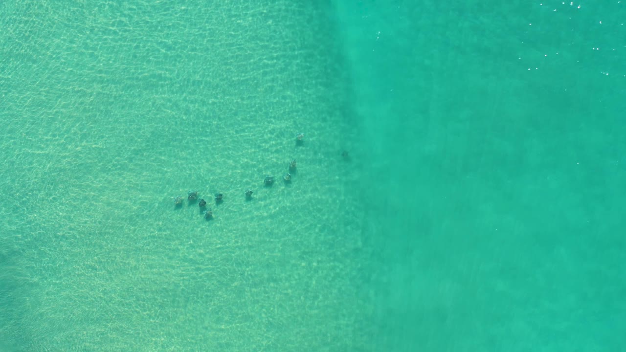 Bird's-eye Los Cabos frame showing small fish spread under green water with soft seabed patterns and no visible people.