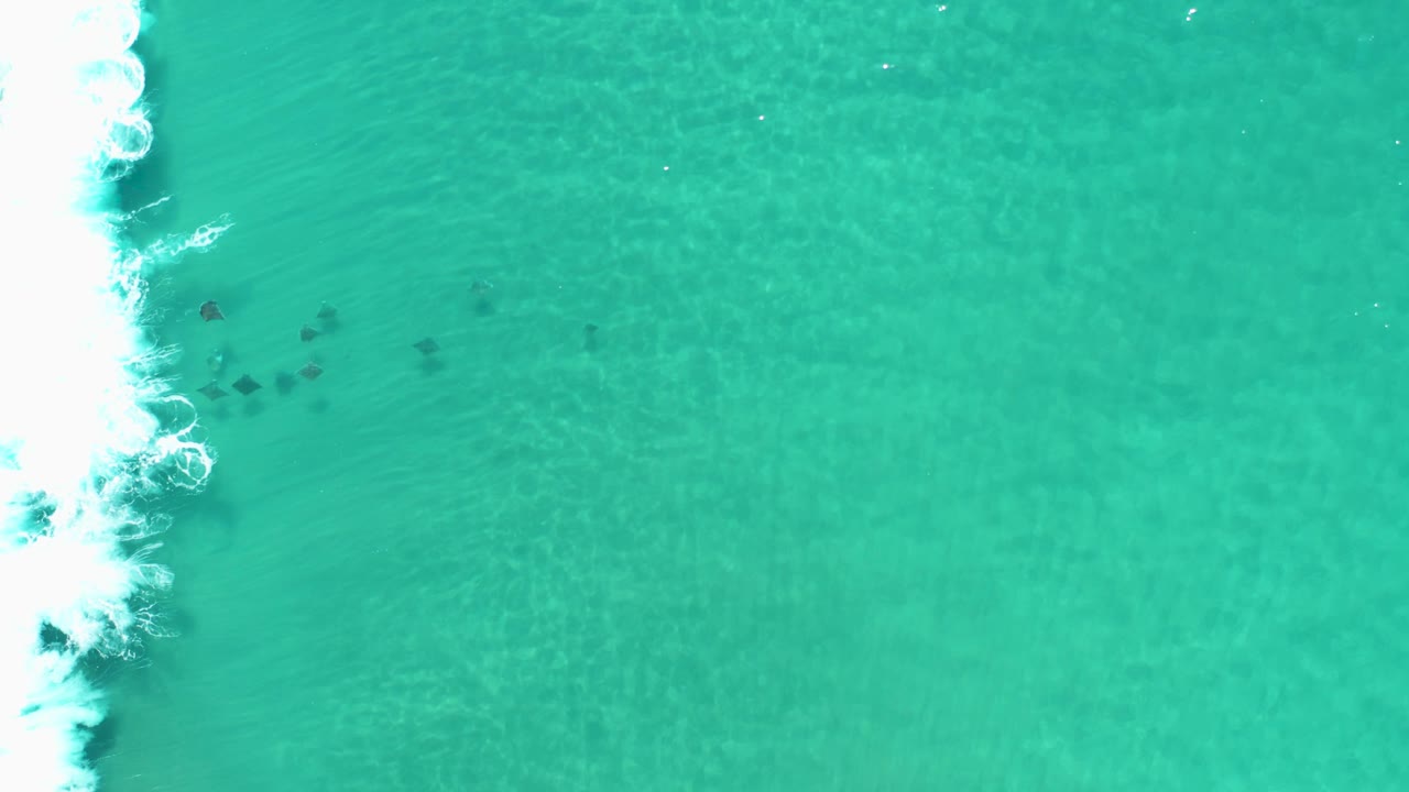 Turtles spread across teal water beside a white wave line