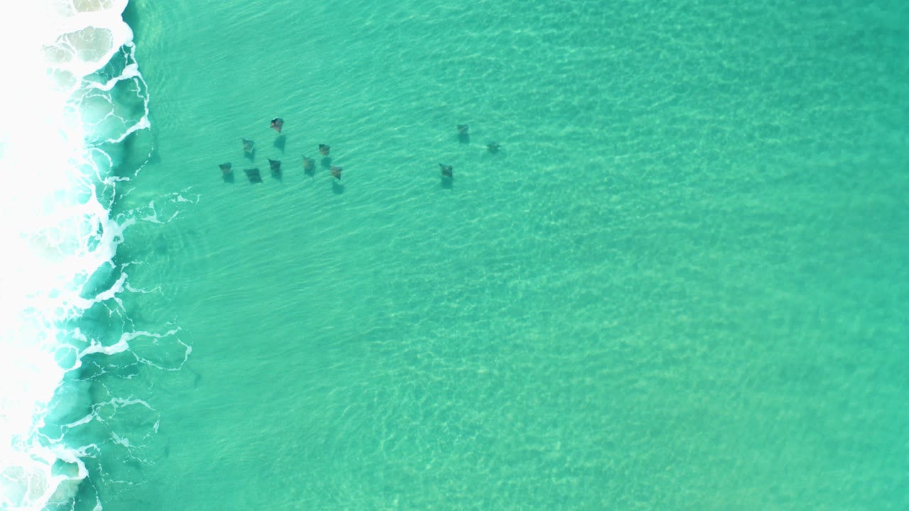 Overhead frame from Los Cabos, Mexico showing a cluster of stingrays beneath green water near white surf on the left, with no visible people.