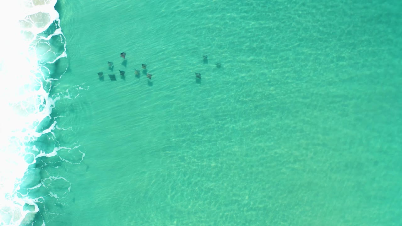 Stingrays under turquoise water beside foamy surf.