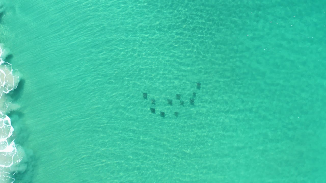 Overhead turquoise ocean with dark animals under the surface and surf at the left edge.