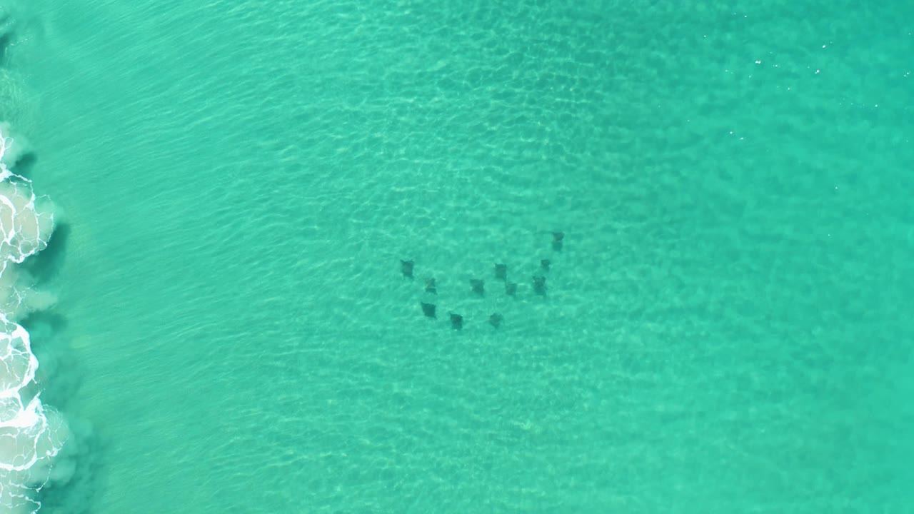 Aerial frame over Los Cabos, Mexico ocean water showing the animal group slightly right of center, pale sand texture below the surface, and no visible people.