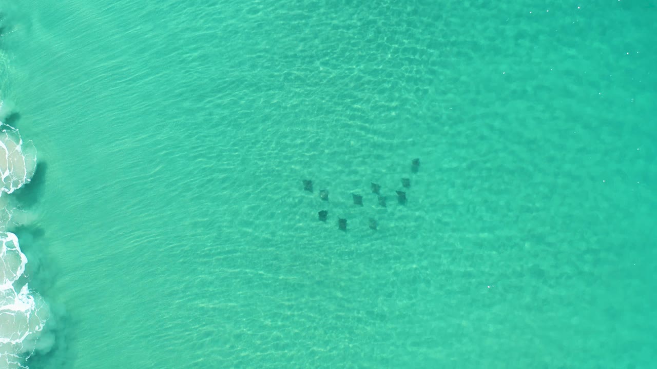 Dark animal shapes form a loose line under turquoise water near the center of the frame.