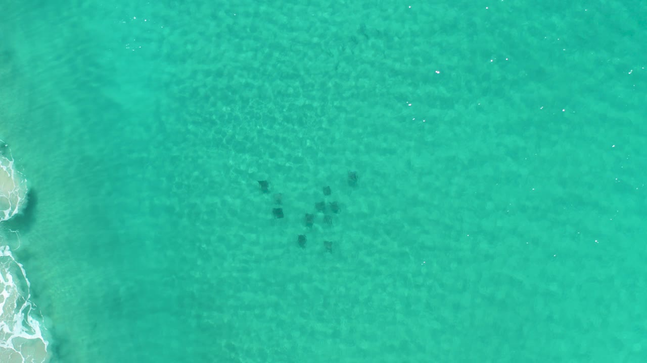 Overhead view of green ocean water in Los Cabos, Mexico, with a small cluster of dark fish beneath rippled surface light and no visible people.