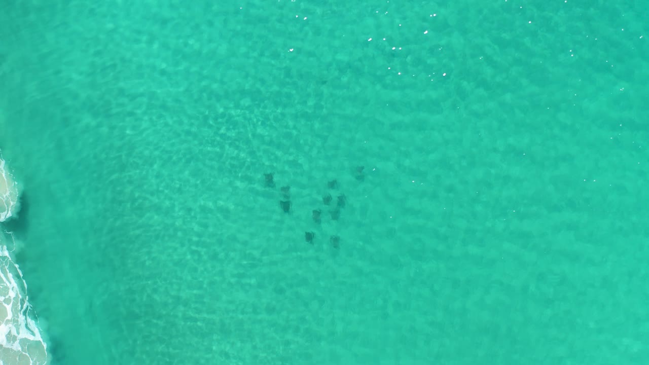 Top-down Los Cabos ocean view with small dark fish under green water, patterned ripples across the frame, and brighter white foam along the left edge, with no visible people.