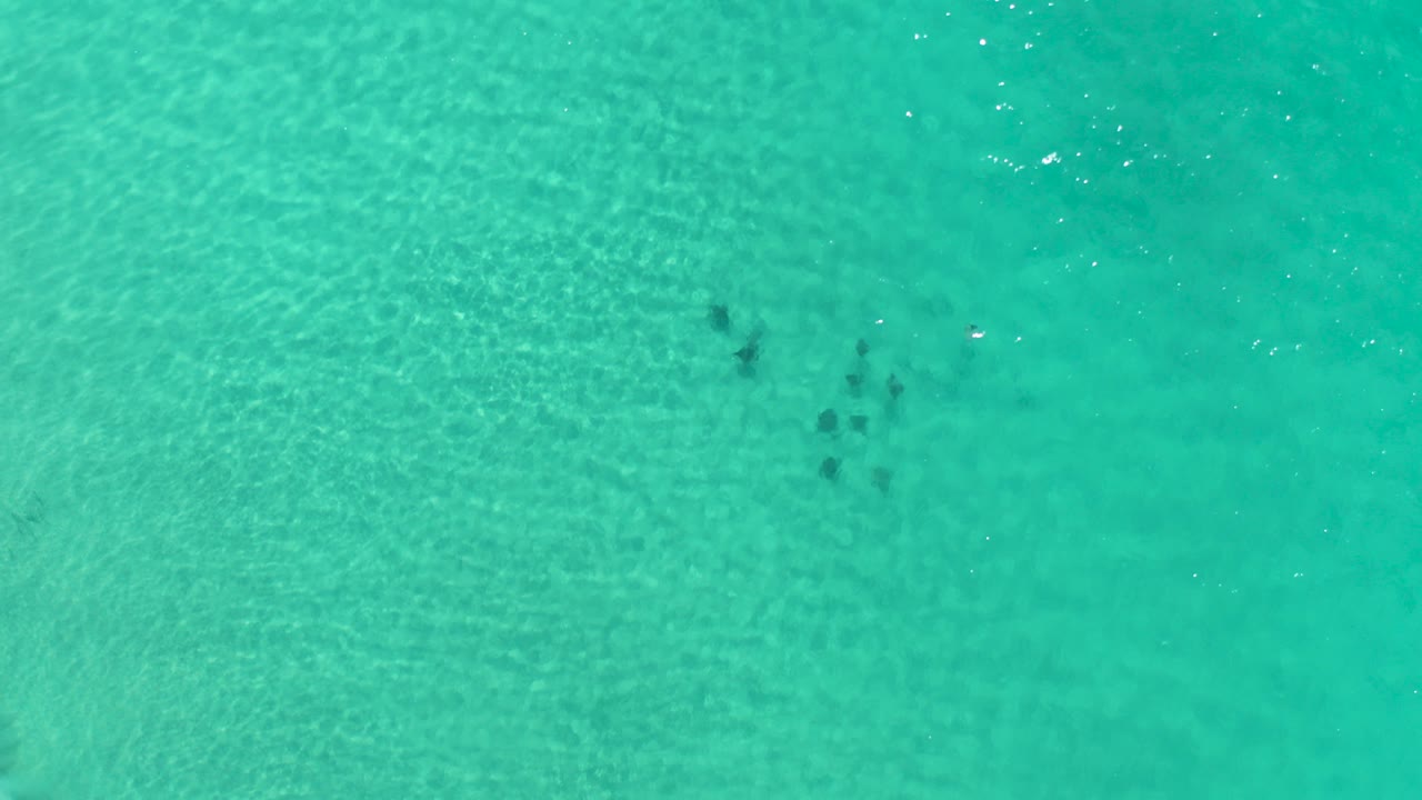 Overhead frame from Los Cabos, Mexico showing a small dark school of fish near the left side of shallow turquoise ocean water, with no visible people.