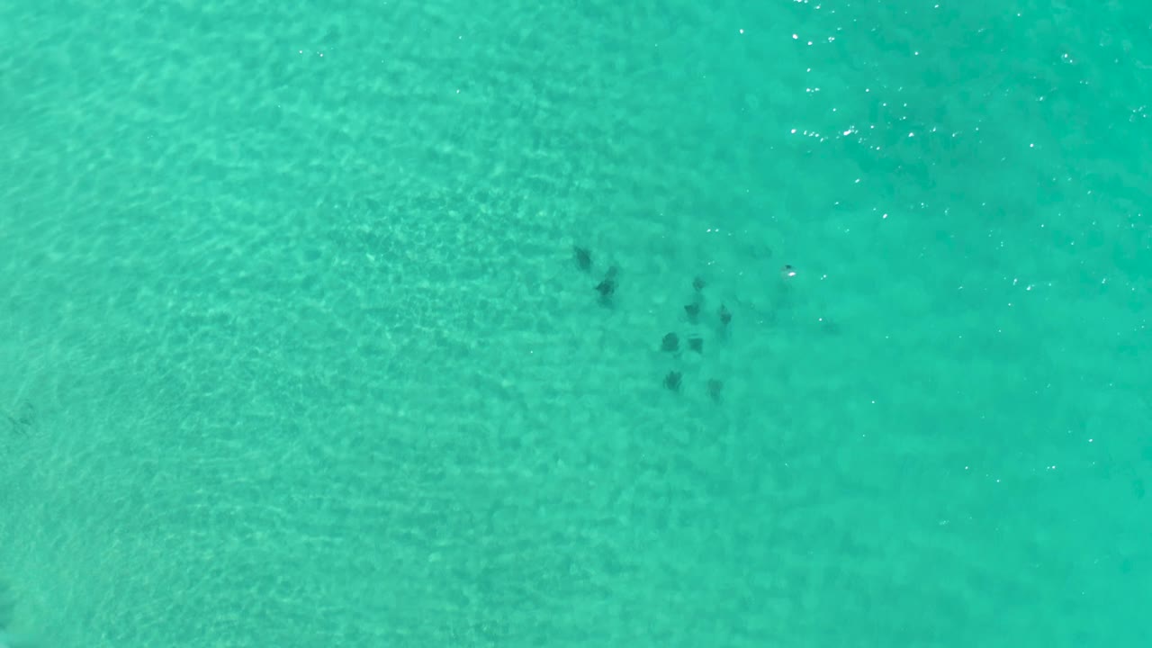 Overhead Los Cabos, Mexico frame with a small fish group slightly left of center beneath textured turquoise water, with no visible people.