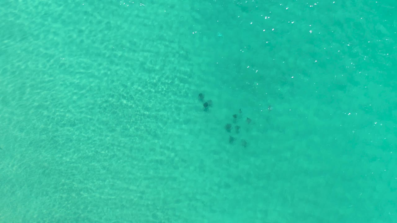 Overhead frame from Los Cabos, Mexico showing scattered dark fish shapes in clear teal water, with subtle surface texture and no visible people.