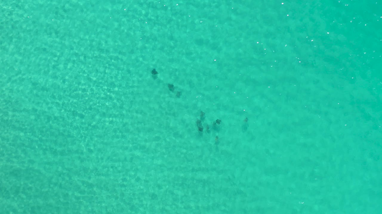 Straight-down view of clear turquoise water in Los Cabos with small dark fish groups near the upper part of the frame and no visible people.