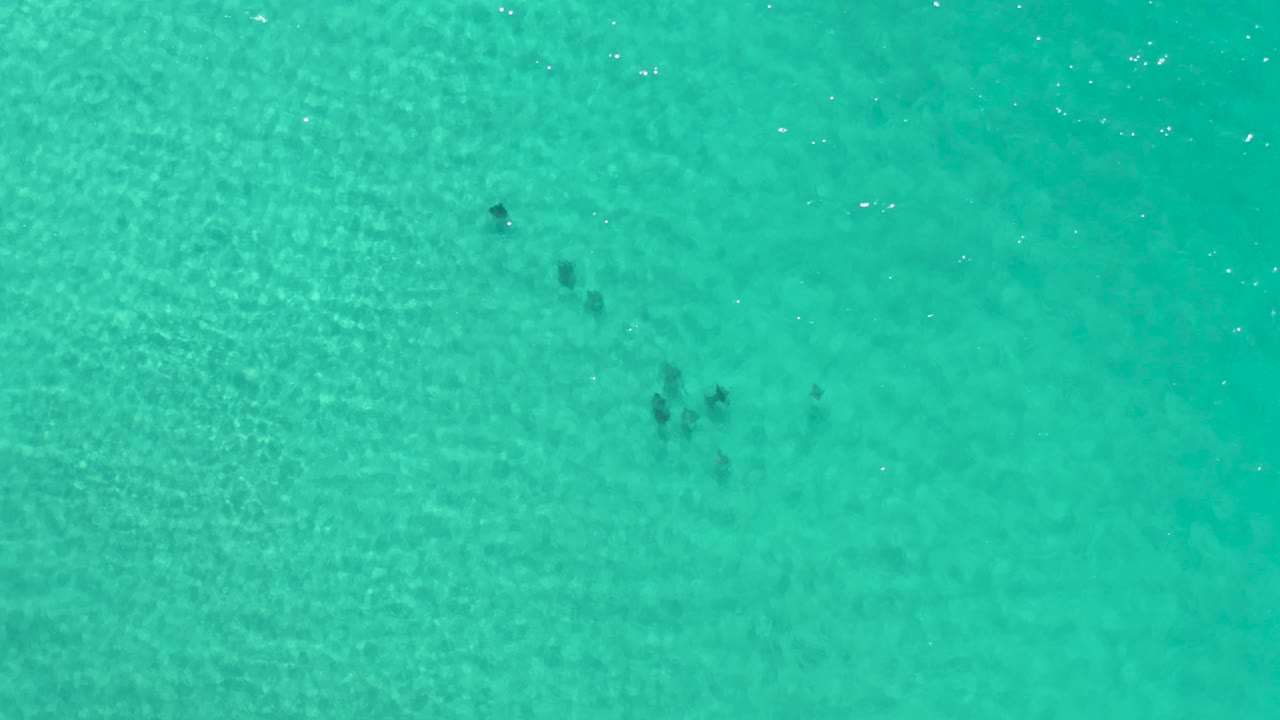 Clear tropical water in Los Cabos fills the frame, with several small dark fish groups near the upper center and a uniform sunlit ripple pattern, with no visible people.