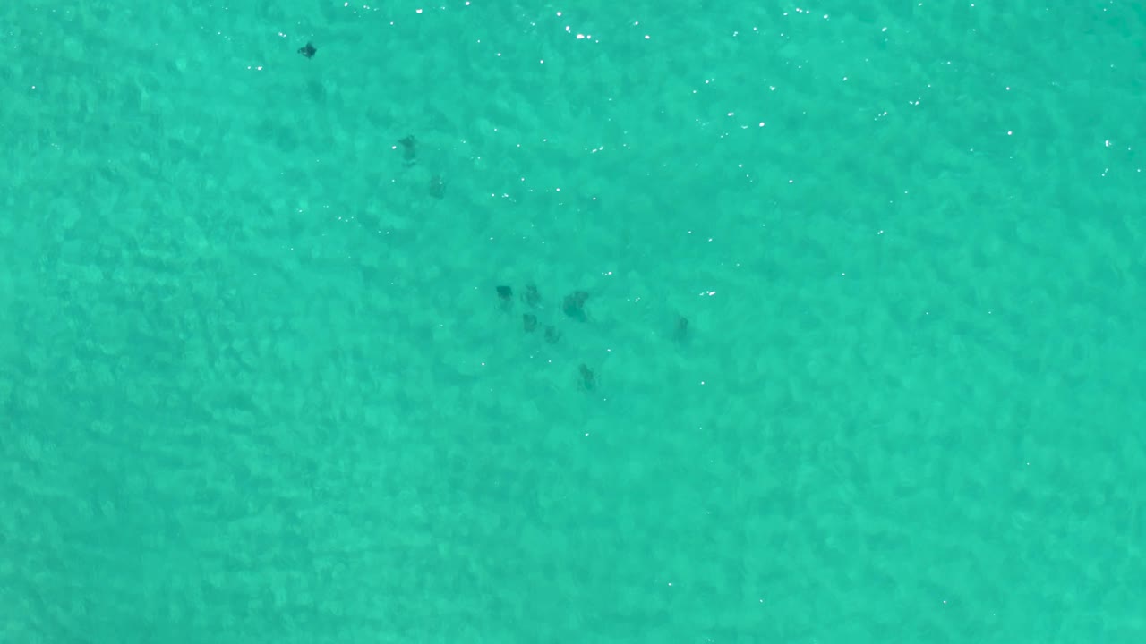 Clear turquoise water with a few dark animal shapes under the surface.