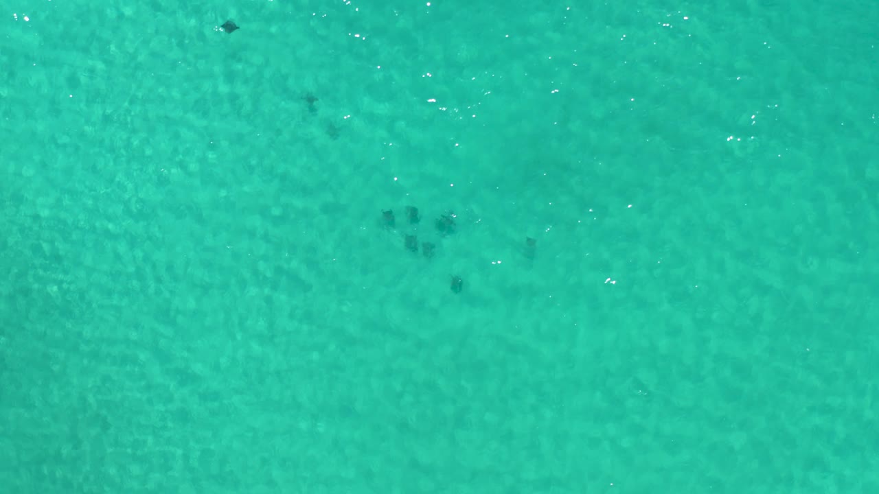 Aerial Los Cabos water view with pale underwater ripple patterns, several small dark marine animal shapes spread near the upper right, and no visible people.