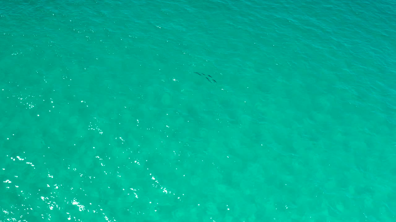Tiny fish shapes under green-blue water with rippled light.