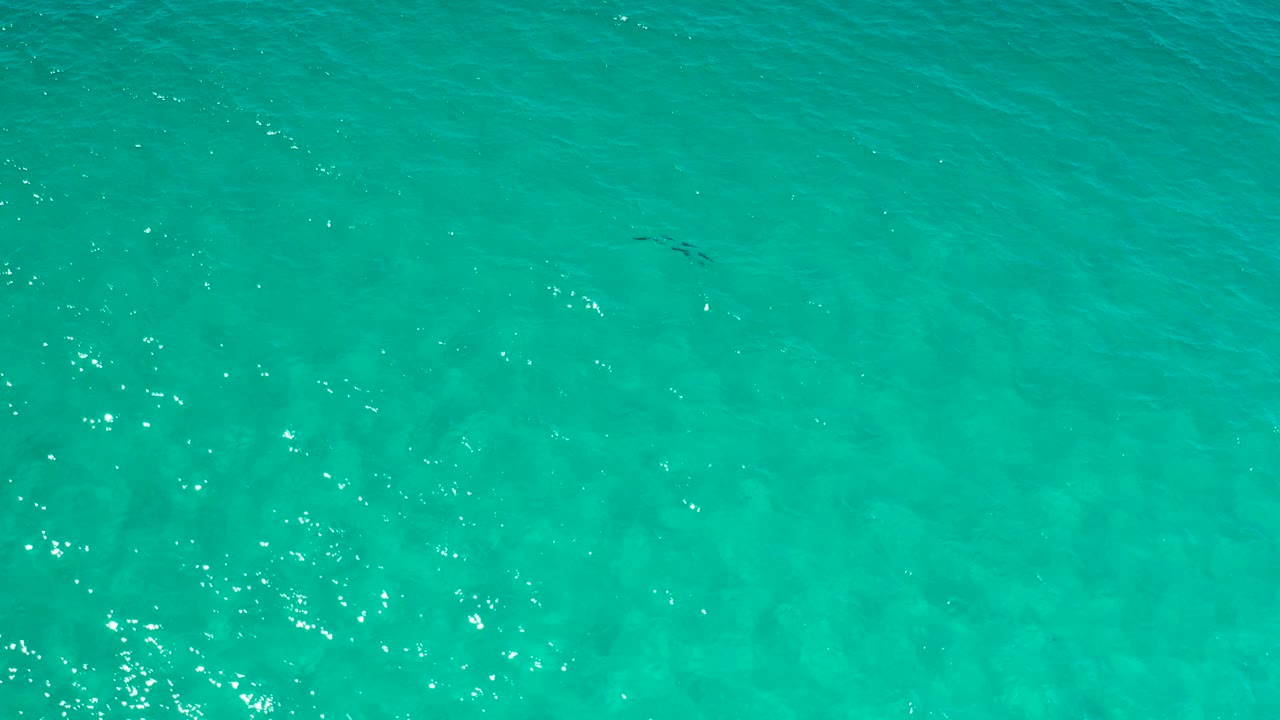 A small school of fish is visible near the upper-right side of bright aquamarine water in Los Cabos, Mexico, with no shoreline and no visible people.