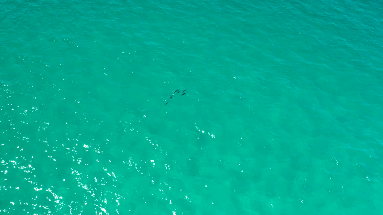 Overhead view of clear turquoise ocean in Los Cabos, Mexico, with a small dark grouping of marine animals near the upper right and no visible people.