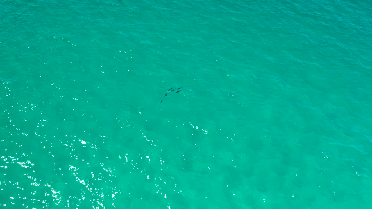Aerial frame over Los Cabos water with bright surface sparkle and a small marine animal grouping farther left of center, with no visible people.