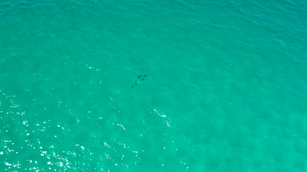 Overhead Los Cabos ocean view with teal water, scattered white glints, and a dark marine animal grouping near the top of the frame, with no visible people.