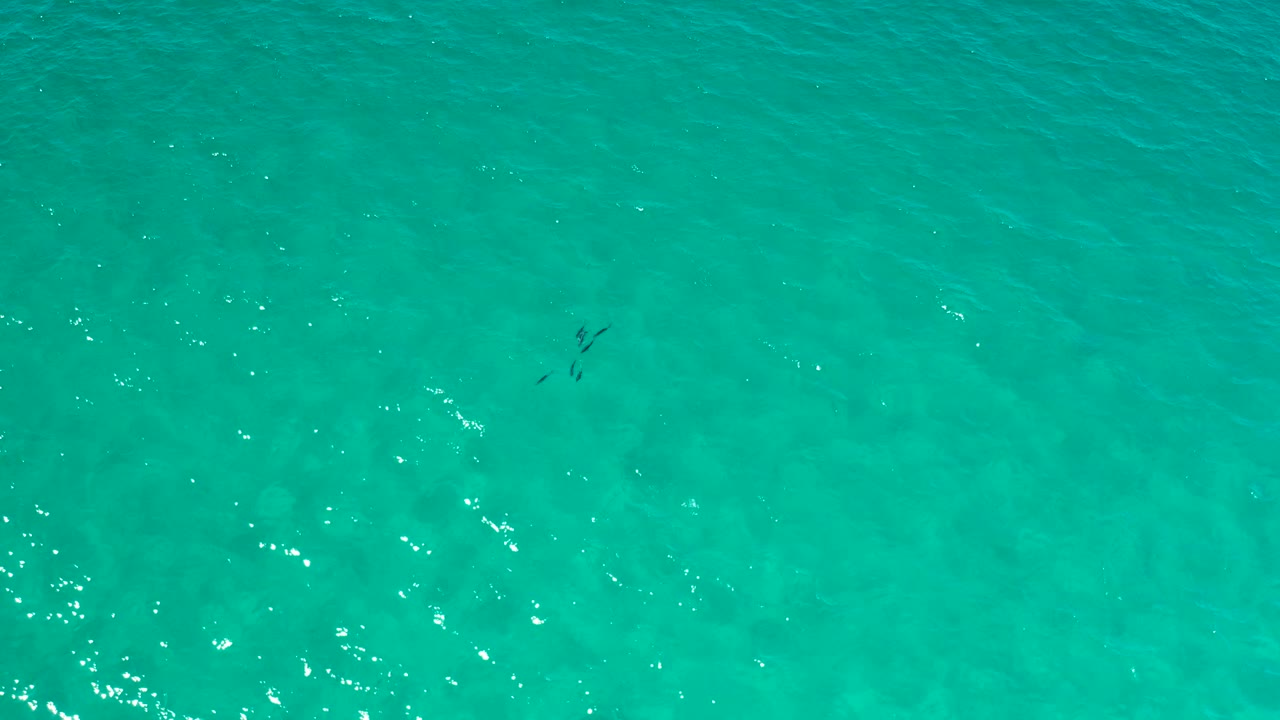 Mid-clip overhead view in Los Cabos, Mexico, where the turquoise water fills the frame and the marine animals appear as small dark marks near the lower left, with no visible people.