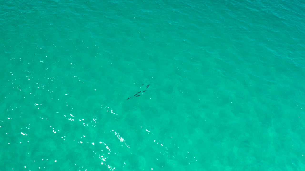 Overhead view of clear turquoise water in Los Cabos with a small school of dark fish near the left side and no visible people.