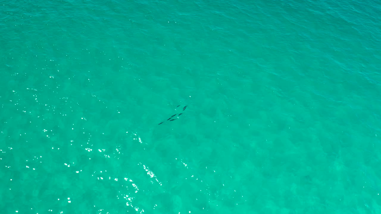 Top-down Los Cabos water view with the fish group slightly left of center, pale ripples, and no visible people.