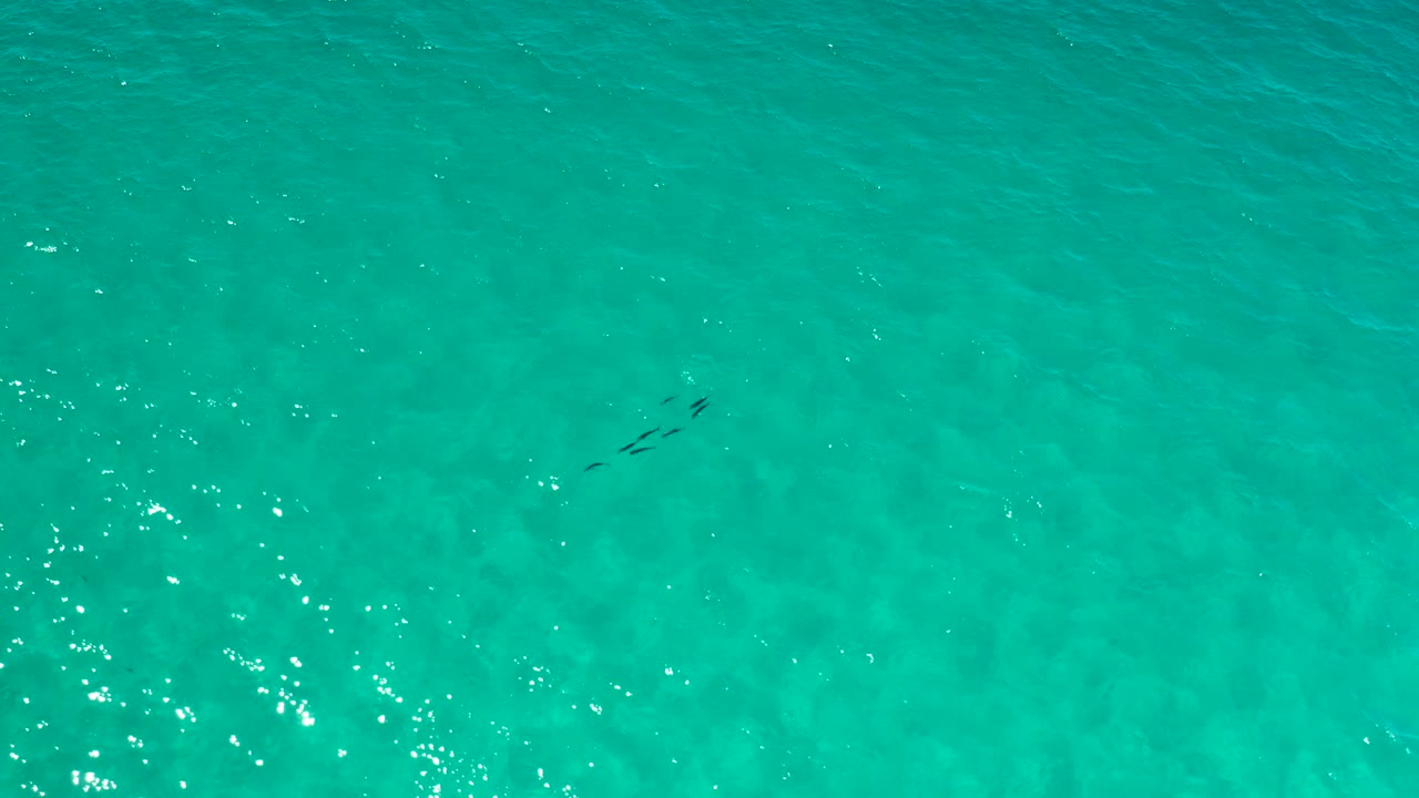 Overhead frame of Los Cabos turquoise water with a compact fish school near the upper left area and no visible people.