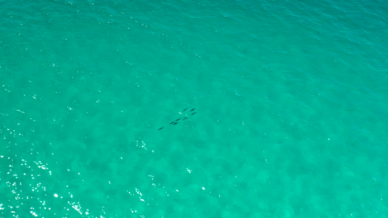 Clear Los Cabos water fills the frame, with a small fish school low on the left side and no visible people.