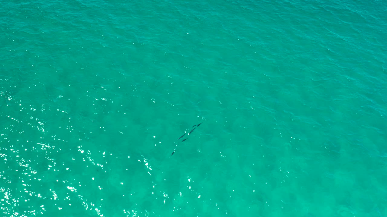 Straight-down Los Cabos water view with smooth turquoise tones, a small dark fish shape near the upper center, light ripple patterning, and no visible people.
