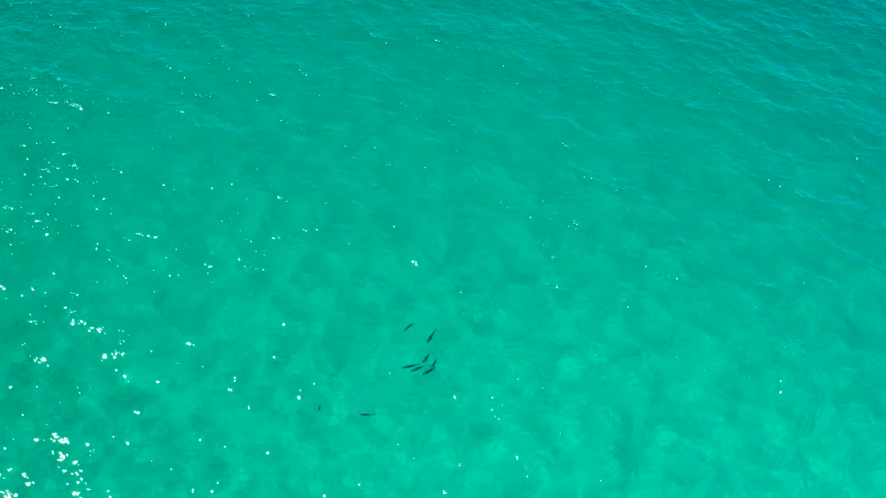Turquoise water with small dark fish near the left side.