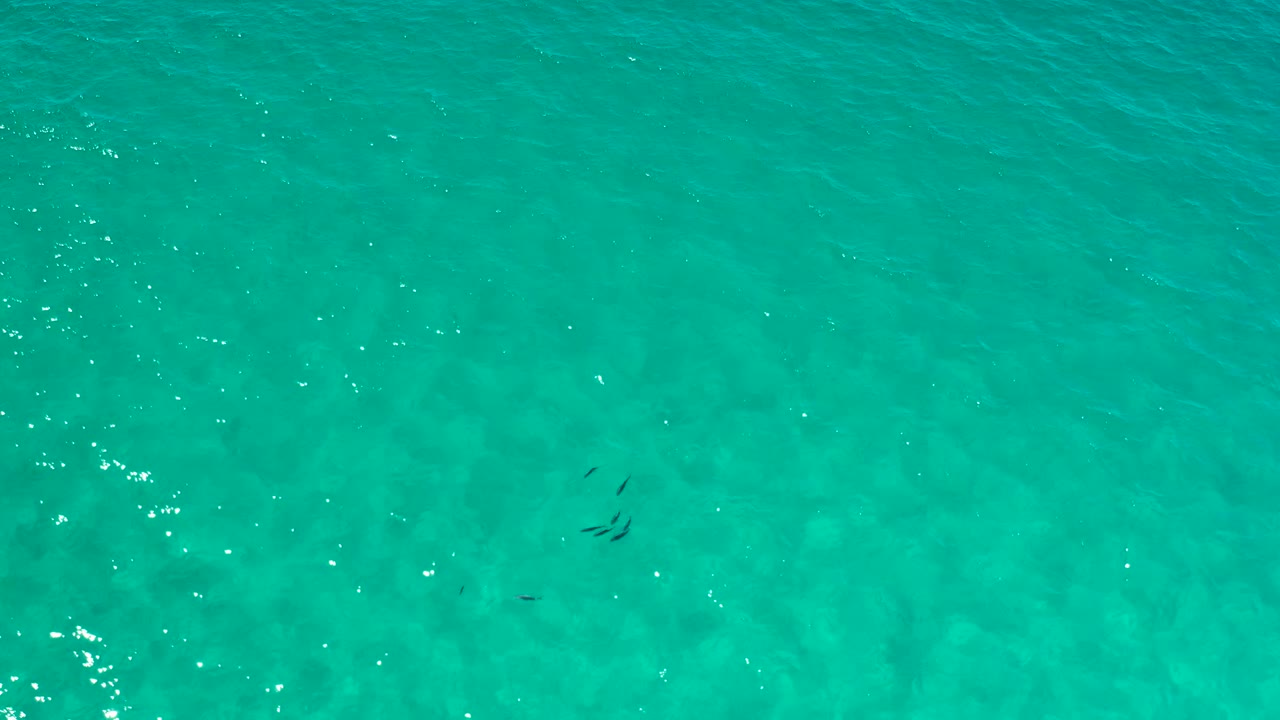 Overhead Los Cabos water frame with small dark fish clustered left of center, faint bottom texture, and scattered white highlights on the rippled surface, no visible people.