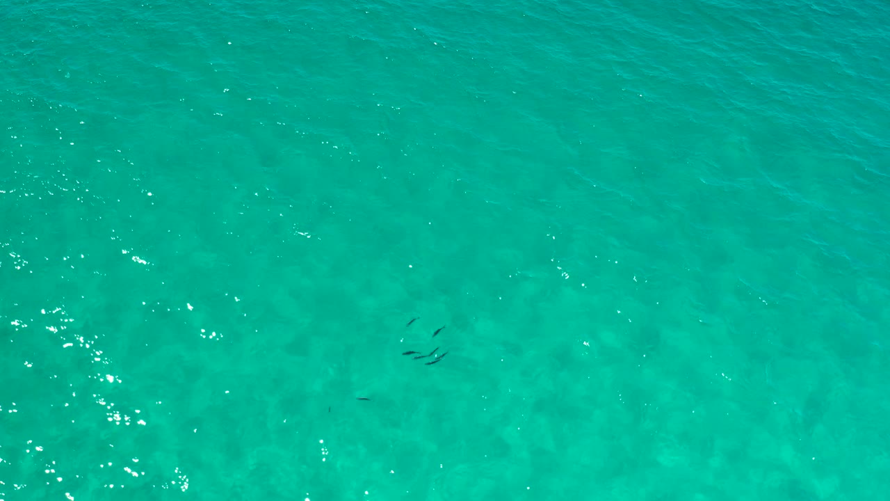 Overhead view of clear turquoise water in Los Cabos with a few small fish left of center and brighter sun glints toward the right side, no visible people.