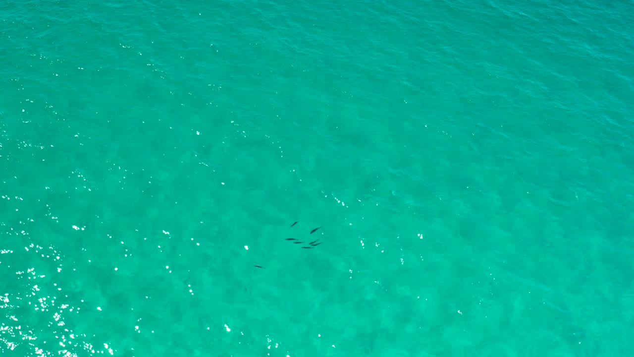 Overhead Los Cabos water view with the fish group lower on the left side, soft ripples, and a mostly empty blue green field, no visible people.