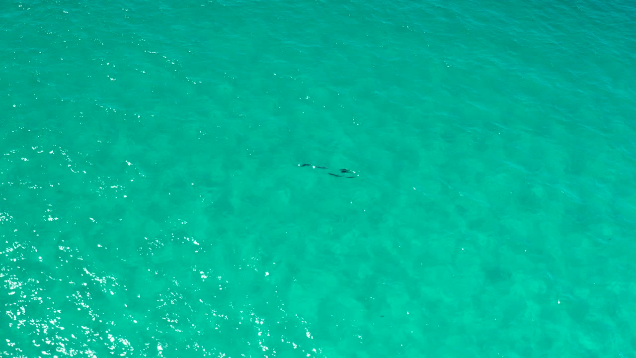 Overhead view of aqua ocean water in Los Cabos, Mexico, with sun flecks and a small line of dark fish-like shapes near the upper center, no visible people.