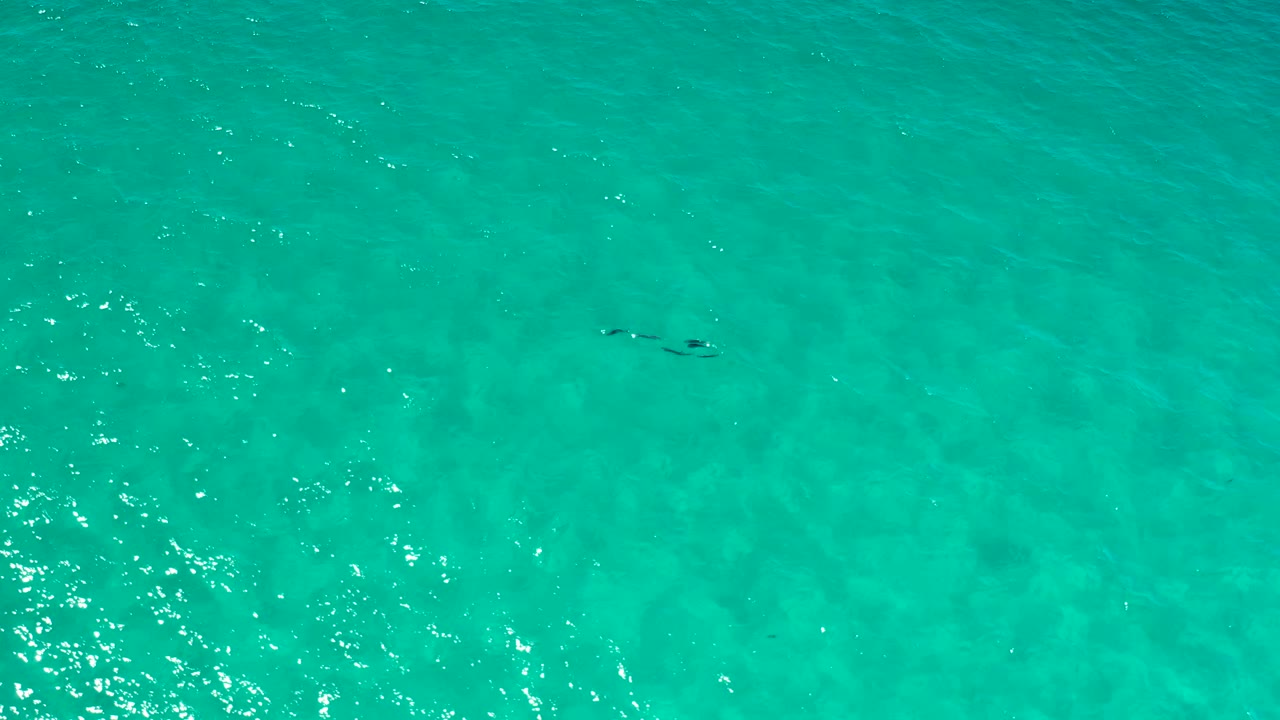 Overhead Los Cabos ocean frame with turquoise water, scattered white sparkle, and the dark fish-like line closer to the center, no visible people.